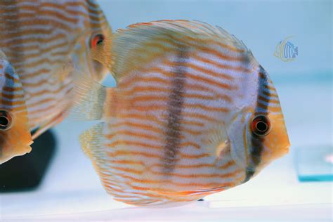 黑格爾七彩|野生七彩神仙魚 黑格爾 ( 亞馬遜野生魚倉庫 )